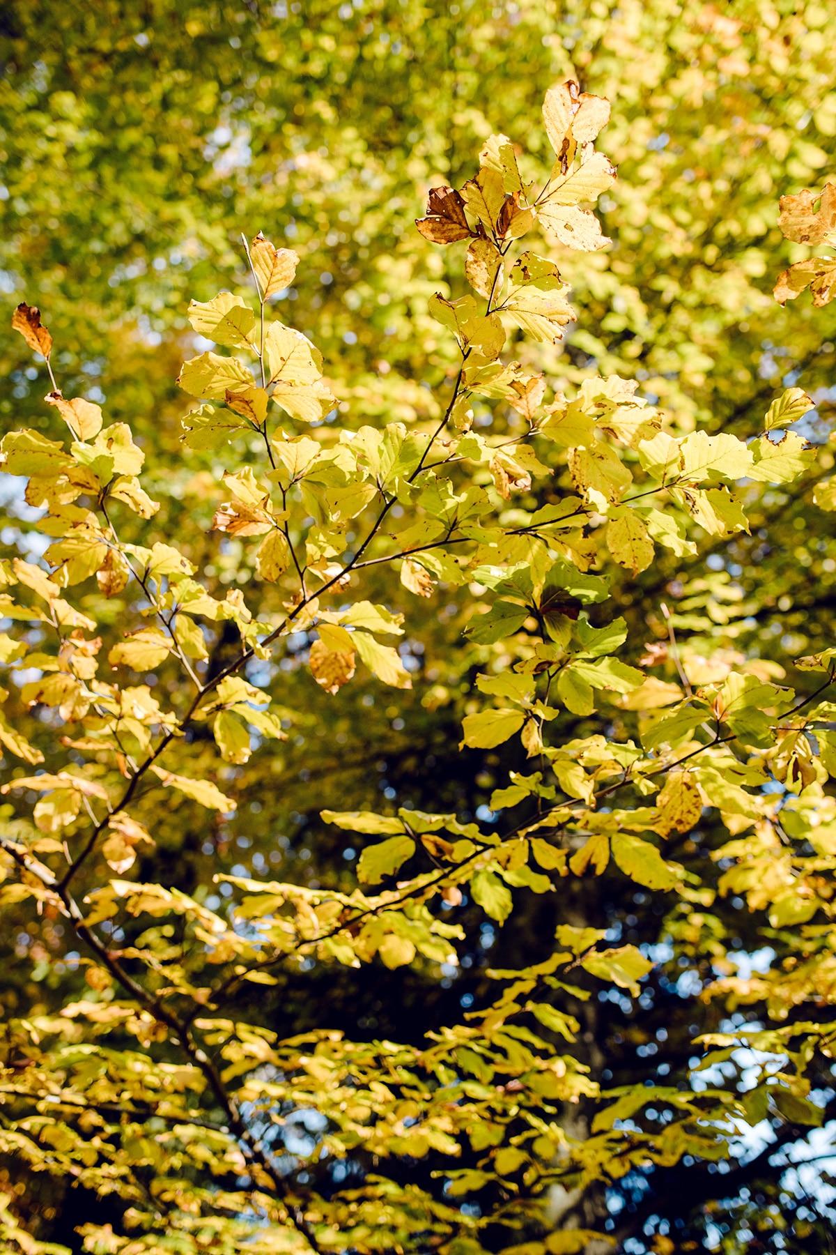 Arbre au feuillage jaune – Promenade automnale dans la forêt de Petinesca