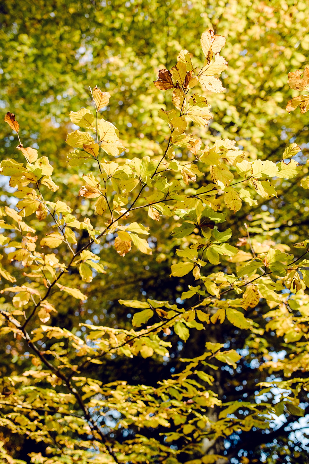 Arbre au feuillage jaune – Promenade automnale dans la forêt de Petinesca