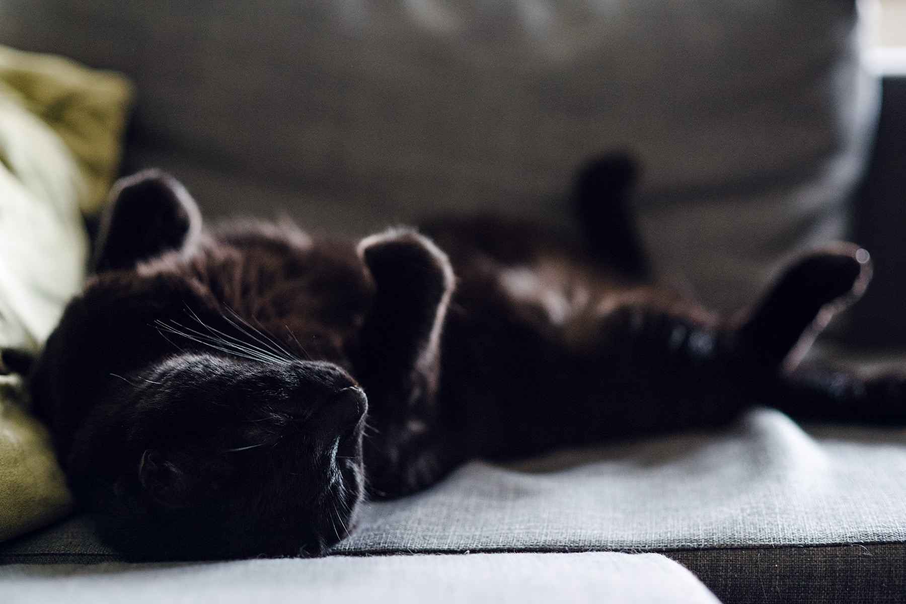 Mon gros chat noir allongé sur le dos sur le canapé