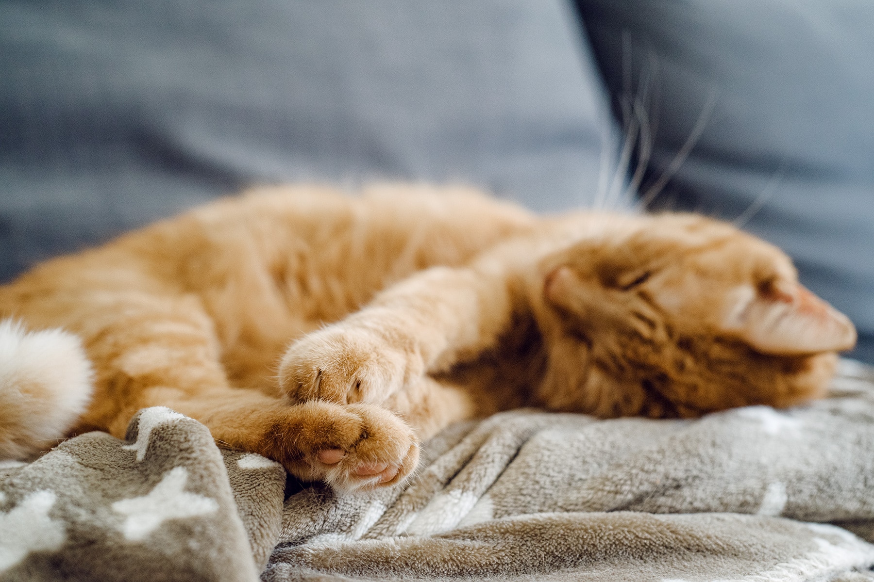 Mon petit chat roux en pleine sieste sur sa couverture toute douce