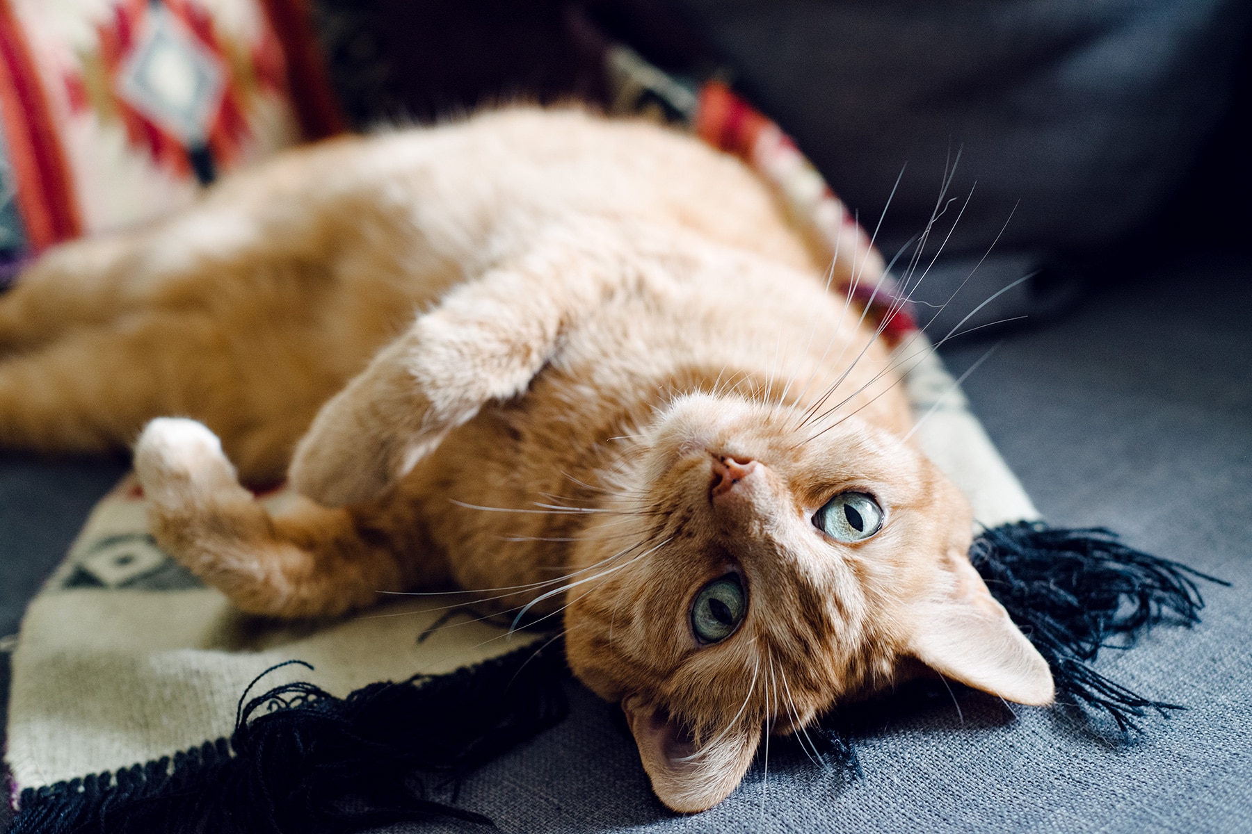 Mon petit chat roux qui prend la pose sur le canapé