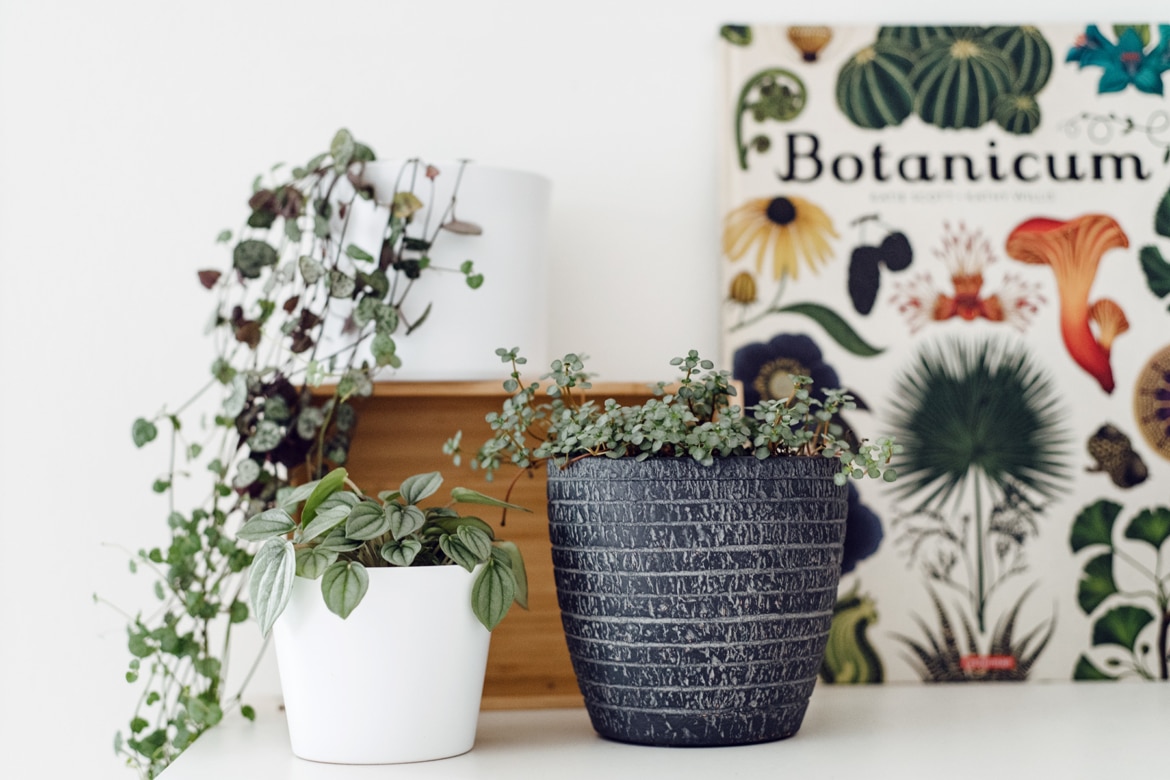 Quelques plantes d'intérieur sur une étagère et le livre "Botanicum" en fond