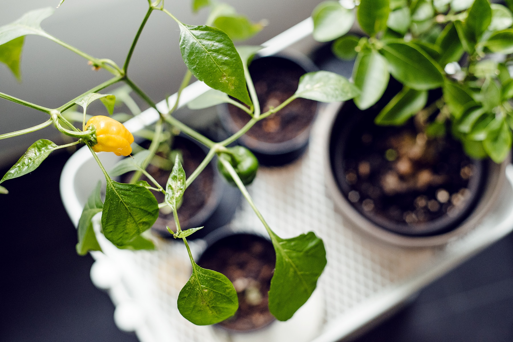 Petit plant de poivrons jaunes sur une desserte à la cuisine