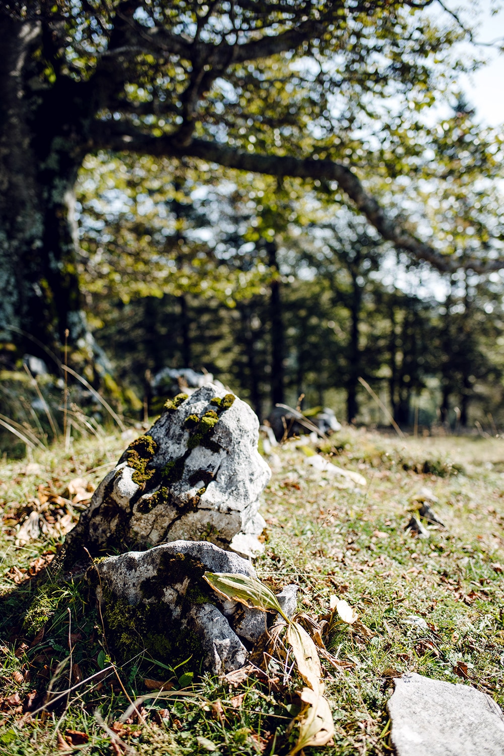 Balade sur le Grenchenberg