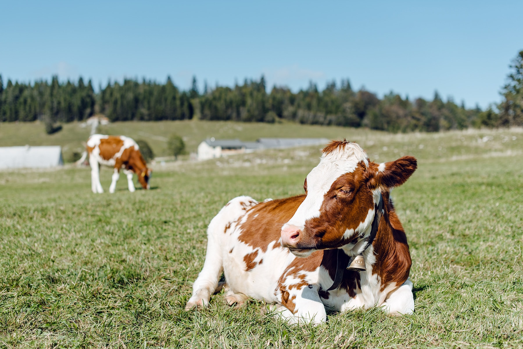 Balade sur le Grenchenberg – vaches dans un pâturage du Jura