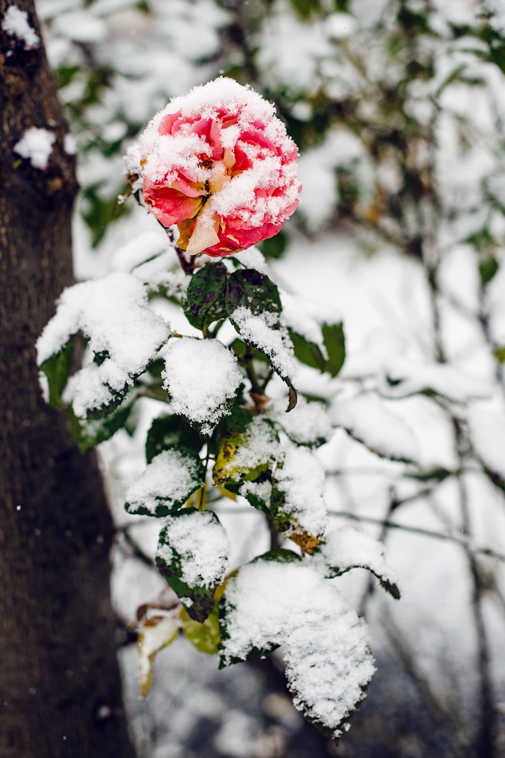 Rose en partie fanée, saupoudrée de neige fraiche