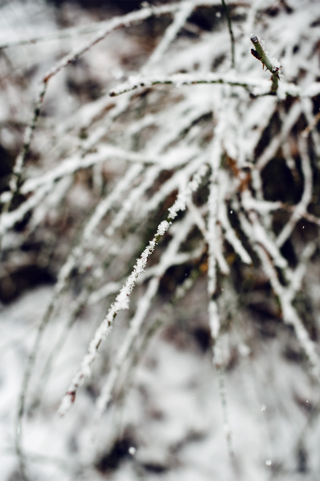 Branches d'un arbuste partiellement recouverte de neige fraiche