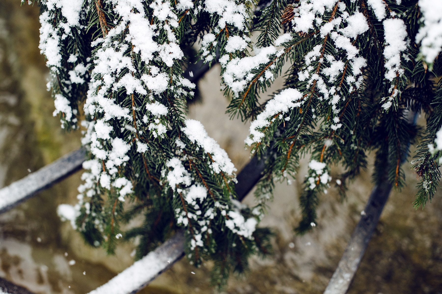 Branches de sapins posées sur le bord d'une fontaine et saupoudrées de neige fraiche