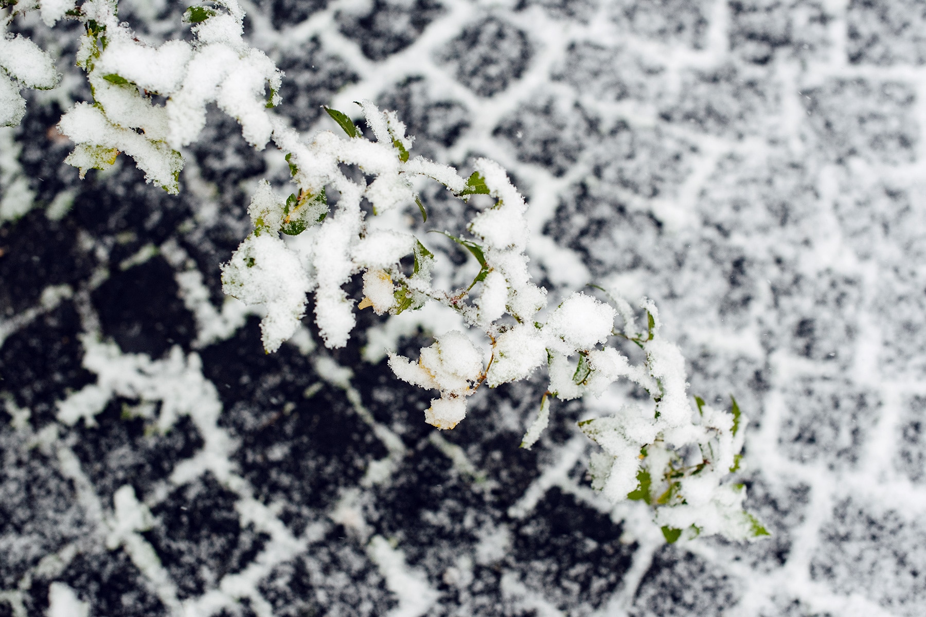 Branche d'arbuste dont les feuilles encore verte sont recouvertes de neige fraiche