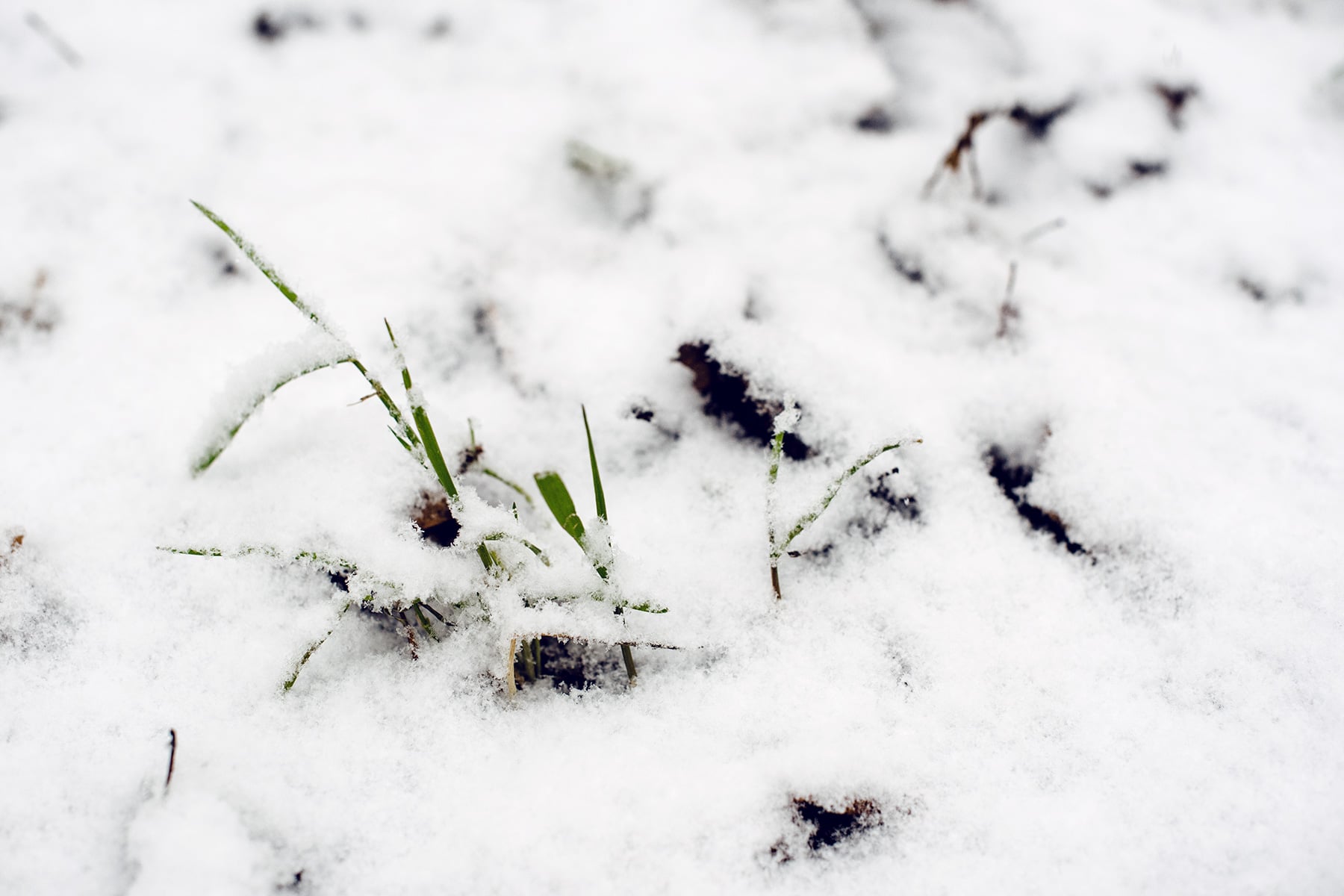 Brins d'herbe qui émergent d'un fin tapis de neige fraiche