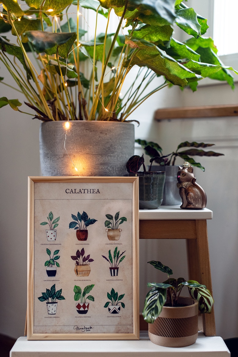 Affiche représentant des calatheas à l'aquarelle, entourée de vraies calatheas
