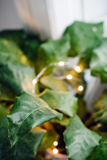 Gros plan sur une feuille de calathea musaica, avec une guirlande lumineuse en arrière plan