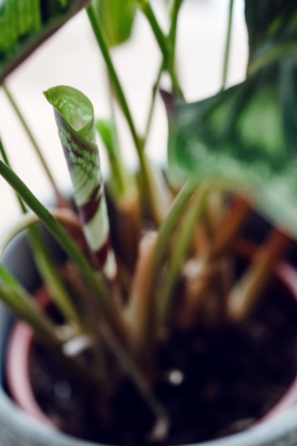 Nouvelle feuille sur une calathea flamestar