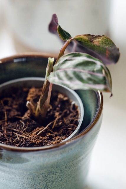 Nouvelle feuille sur une calathea roseopicta