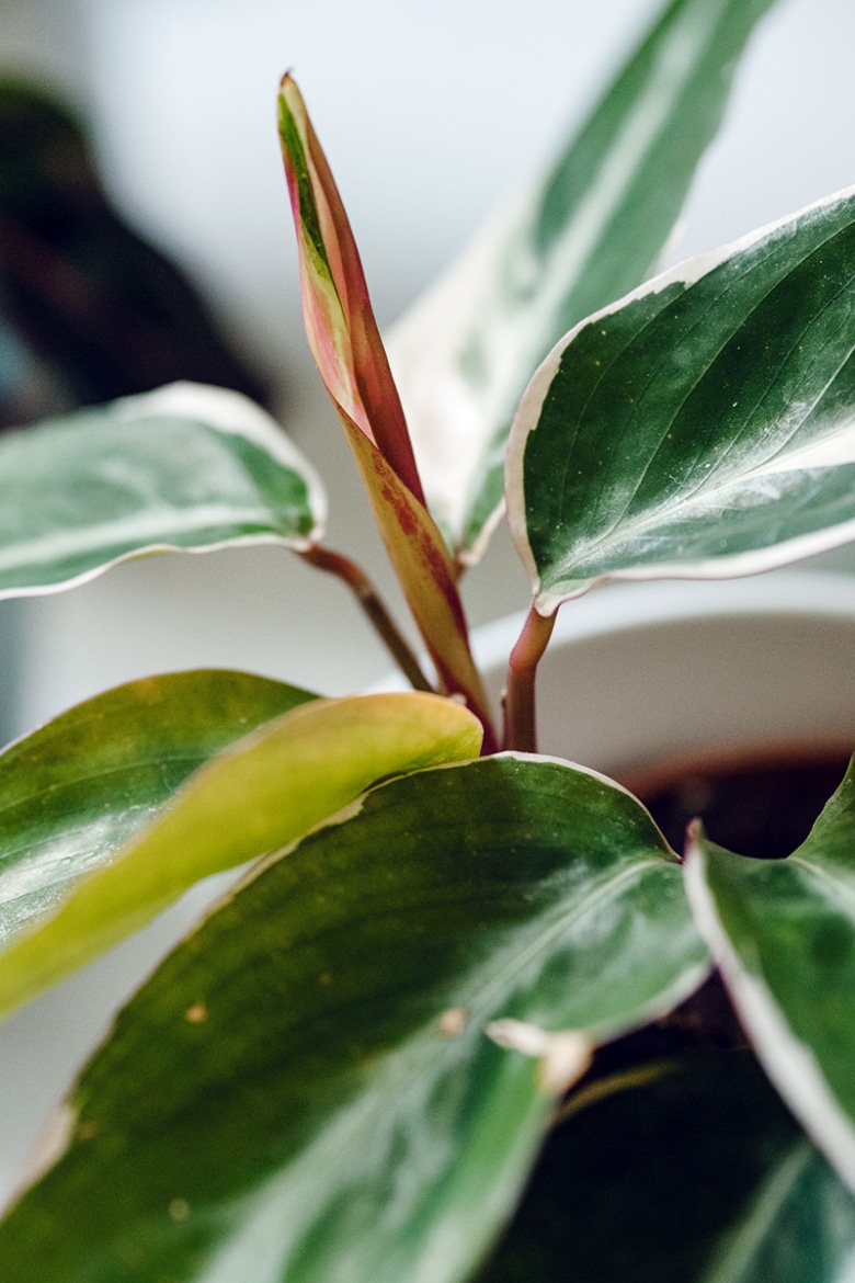 Nouvelle feuille sur une calathea triostar