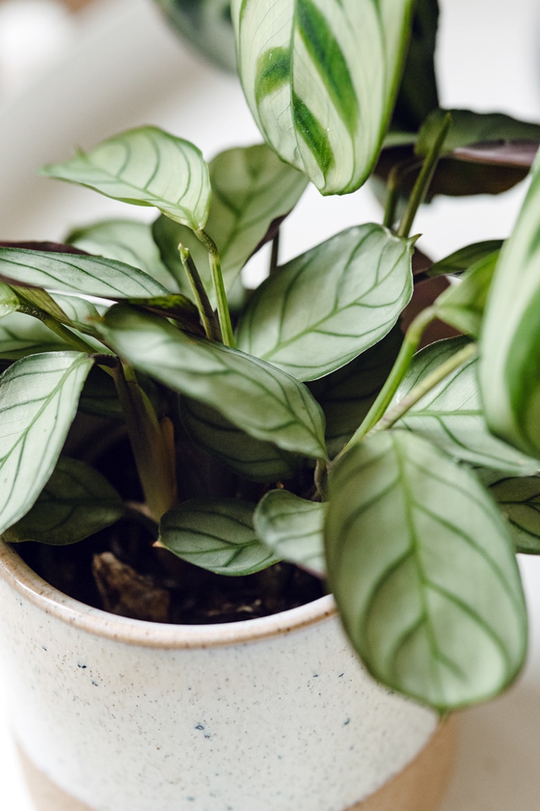 Plusieurs nouvelles feuilles sur une ctenanthe burle marxii