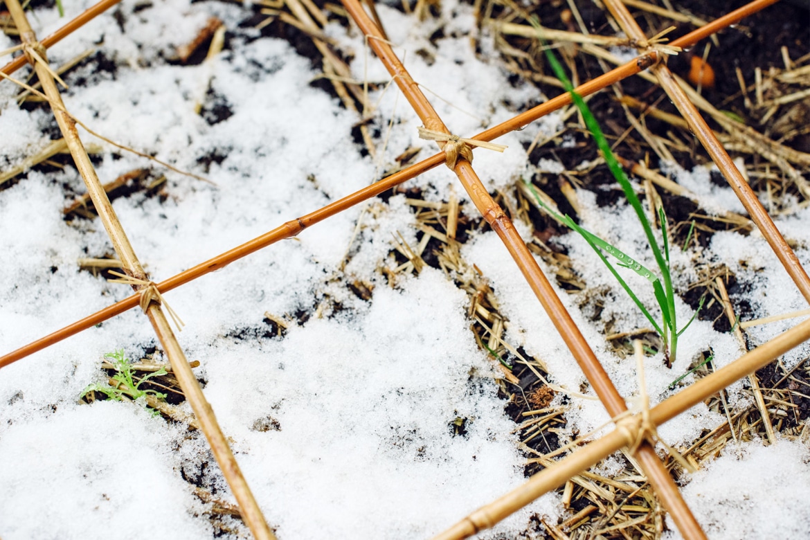 Petites pousses vertes émergeant d'une fine couche de neige fraîche