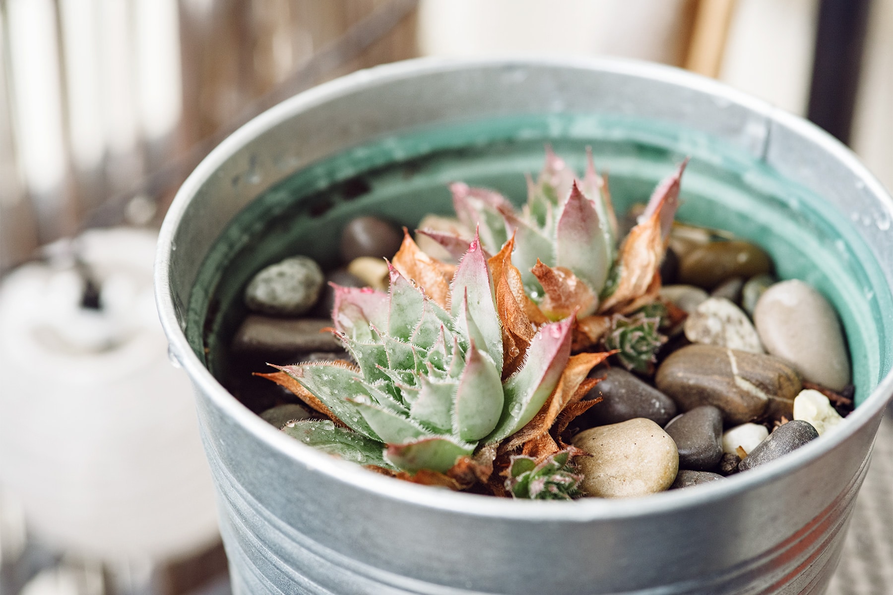 Pot en métal à l'intérieur duquel sont plantées des petites succulentes