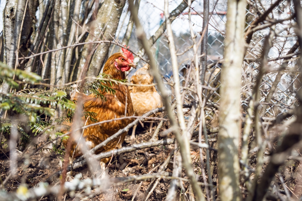 Un coq roux se baladant derrière des branchages