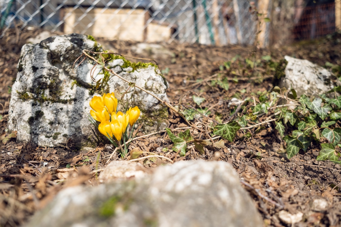 Jeunes fleurs jaunes