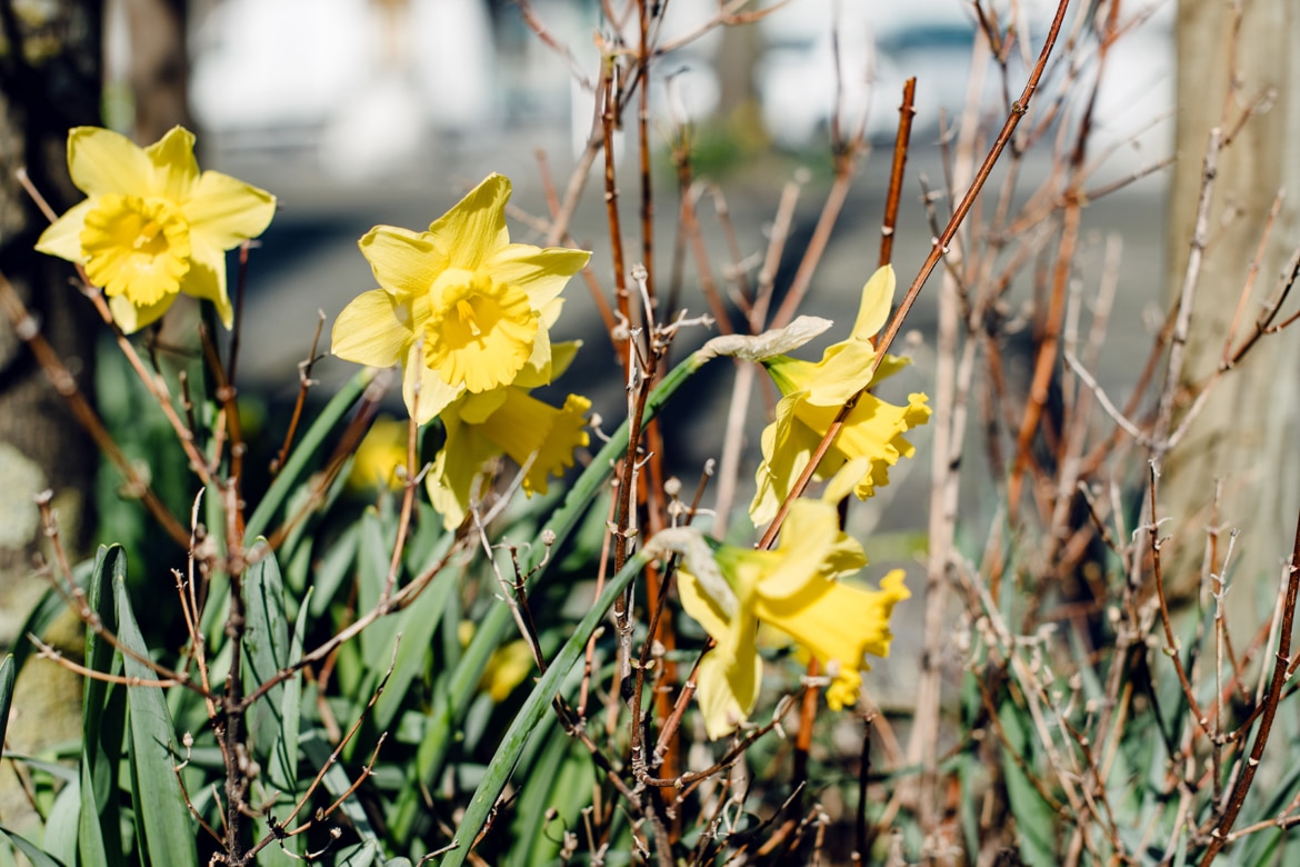 Printemps 2021 – Jonquilles en tout début de floraison