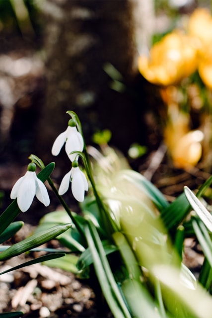 Fleurs au tout début du printemps