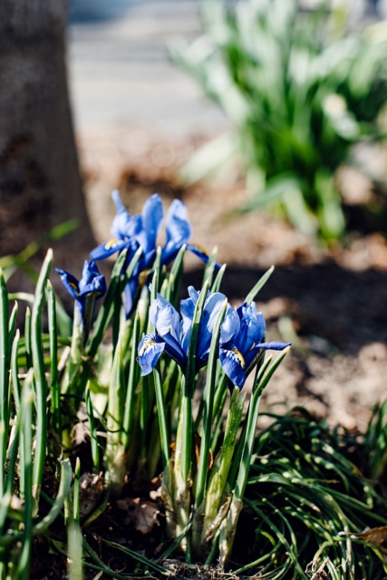 Fleurs au tout début du printemps