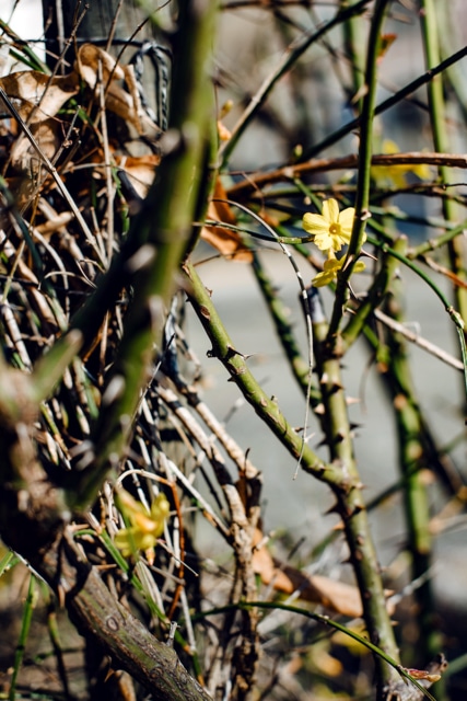 Fleurs au tout début du printemps