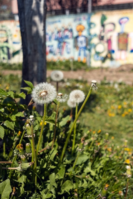 Le printemps au terrain Gurzelen