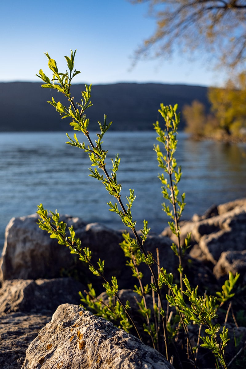 Fin de journée au bord du lac