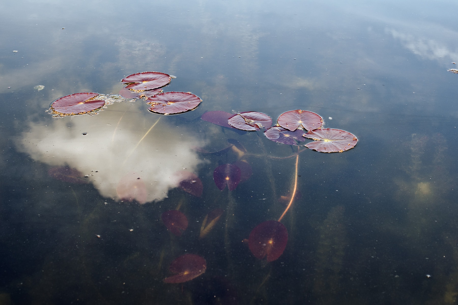 Feuilles de nénuphar rouges et reflet d'un nuage du la surface de l'eau