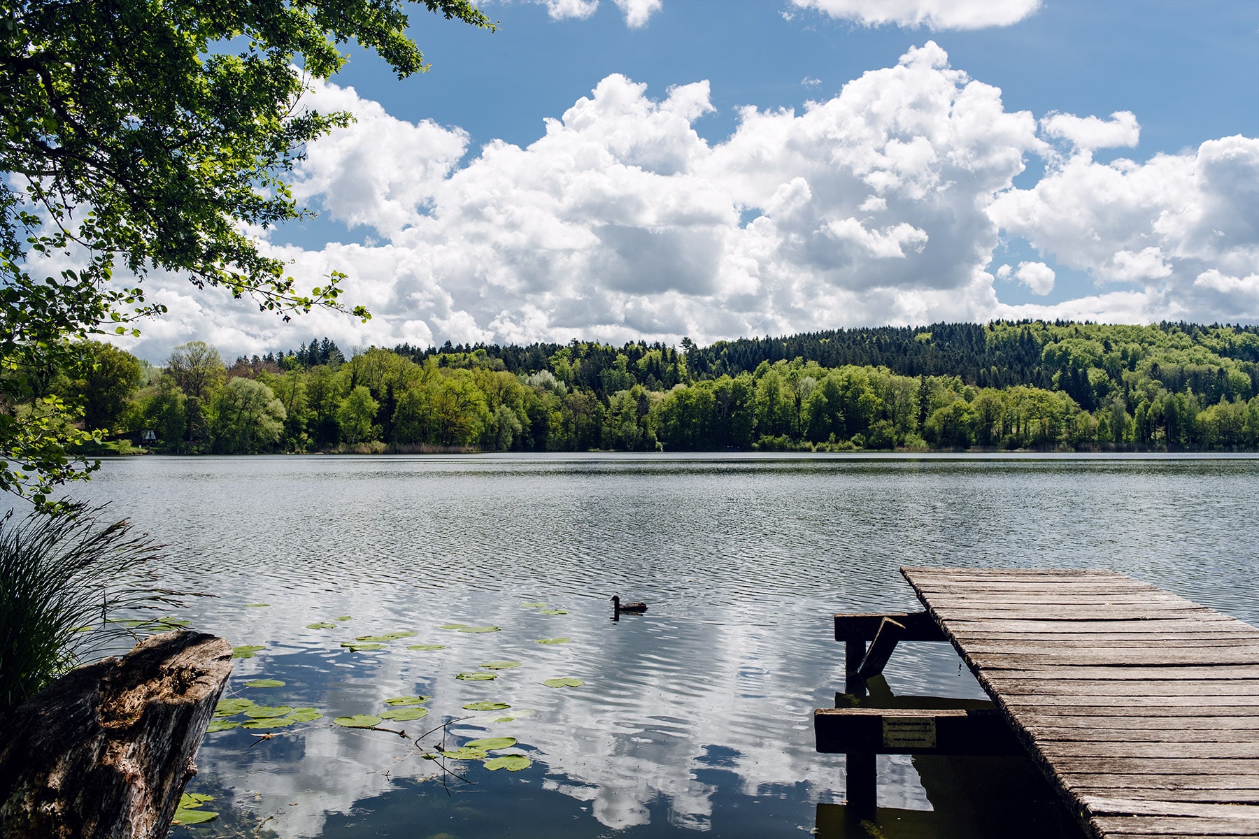 Promenade autour du lac de Burgäschi