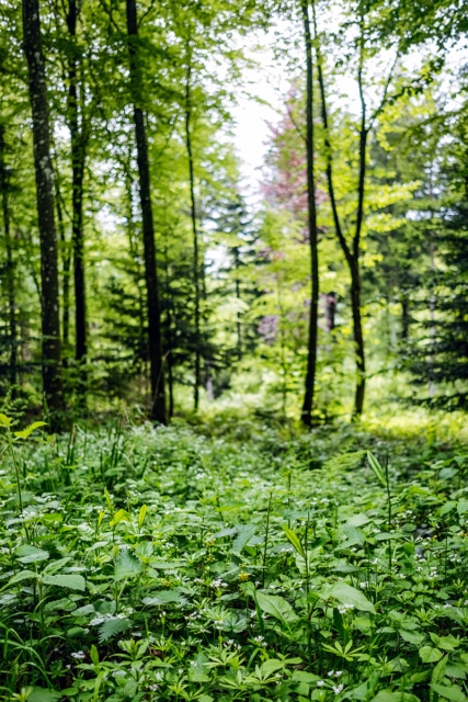 Promenade printanière en forêt