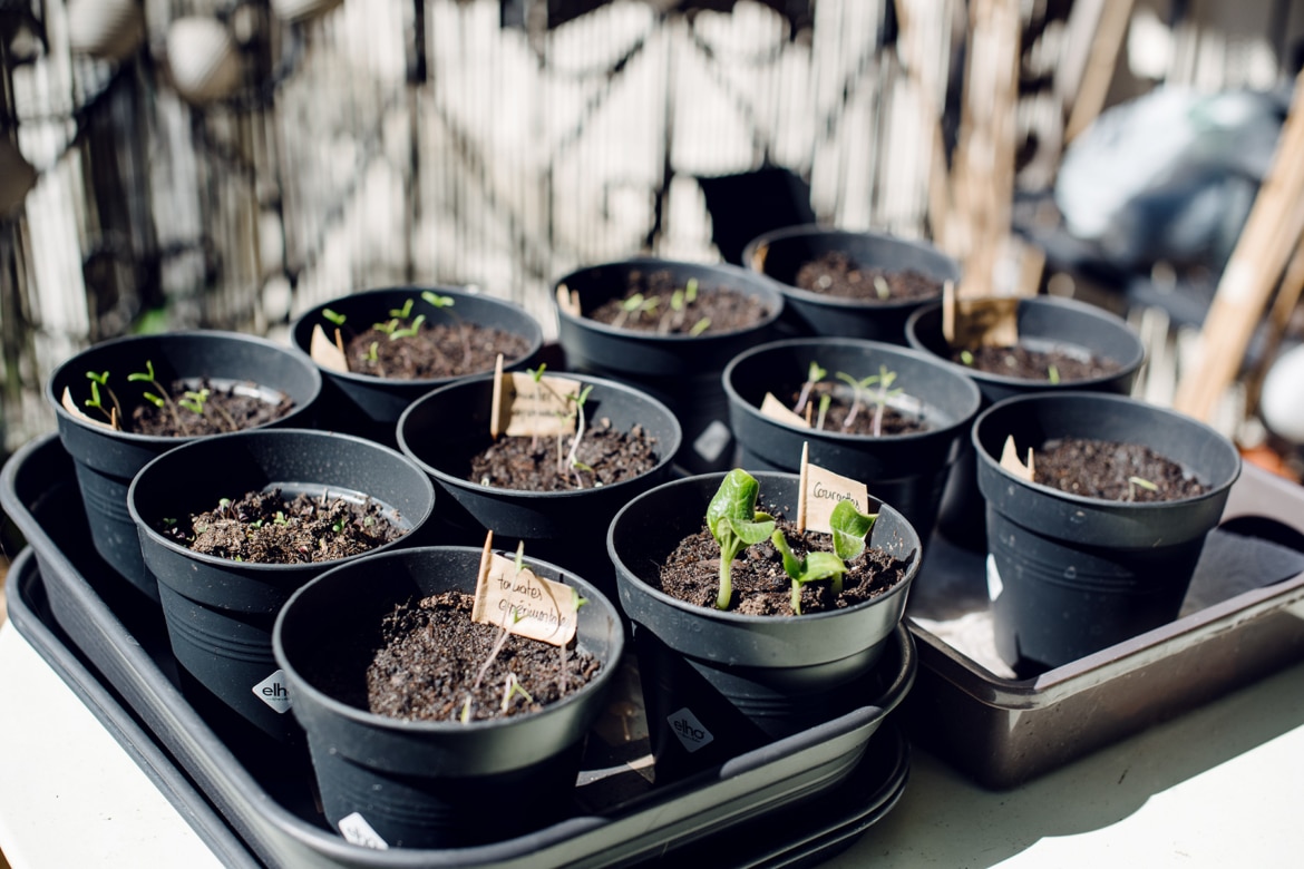 Jeunes pousses de tomates et de courgettes prenant le soleil sur la table du balcon