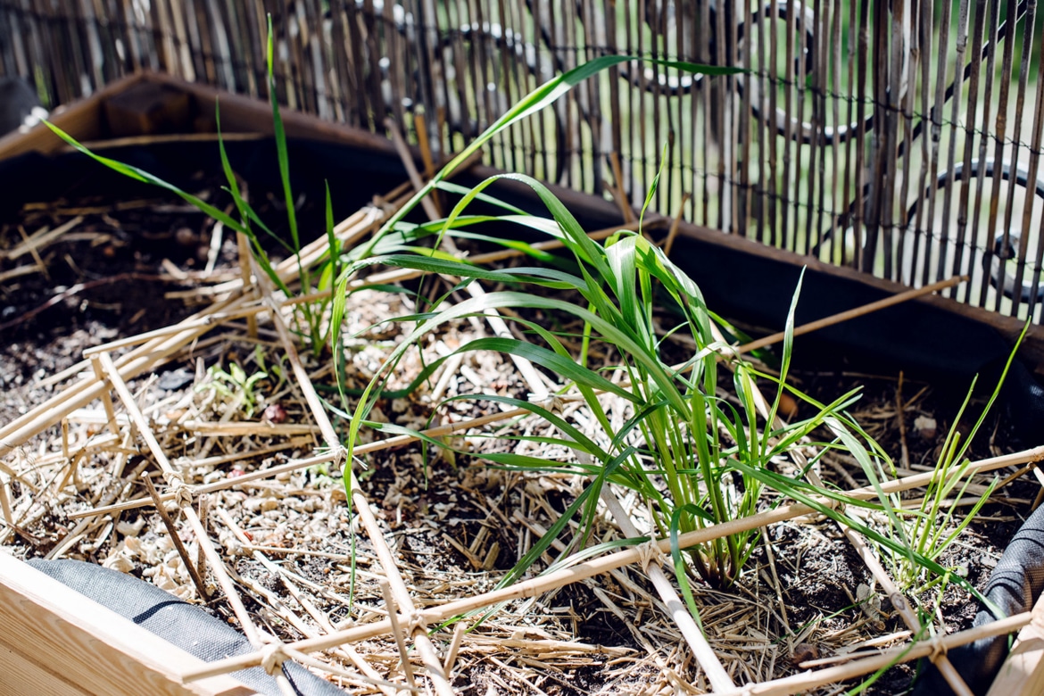 Plantes qui poussent spontanément dans une jardinière de balcon