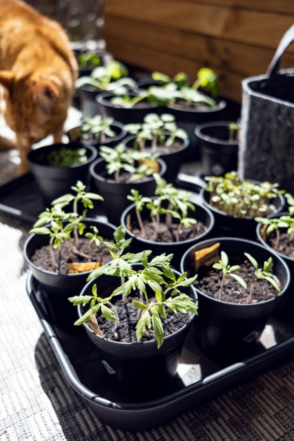 Jeunes plants de tomates et de courgettes, quelques semaines après les semis