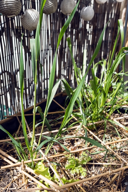 Salades et céréales qui poussent spontanément dans une jardinière de balcon