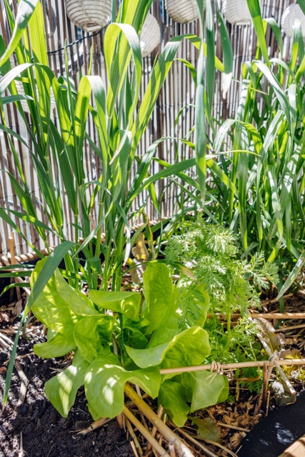 Salades et céréales qui poussent spontanément dans une jardinière de balcon