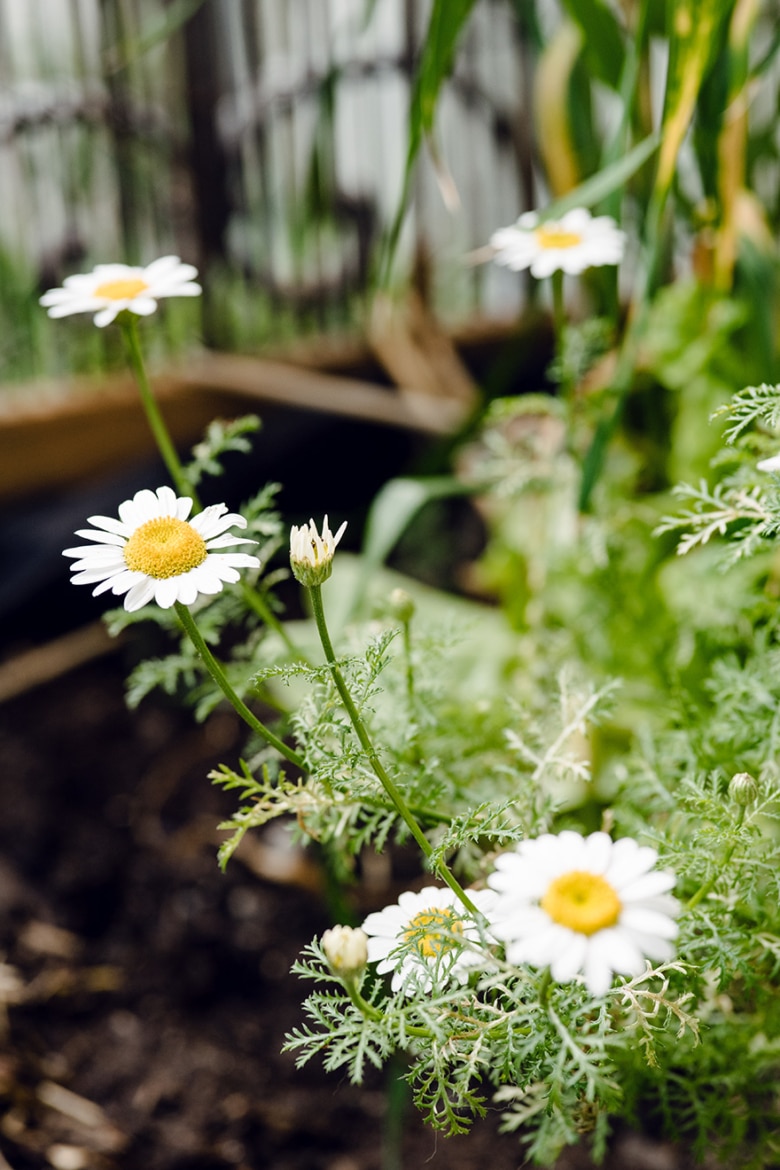 Camomille qui pousse spontanément dans une jardinière de balcon