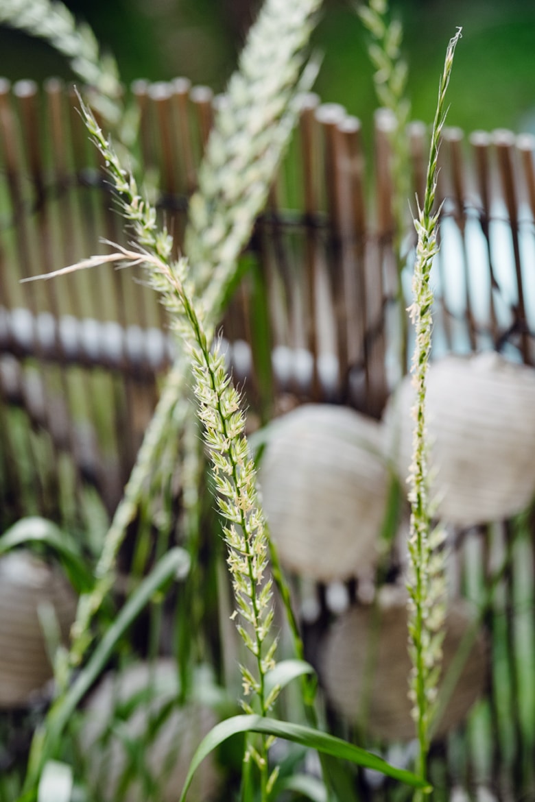 Céréales qui poussent spontanément dans une jardinière de balcon