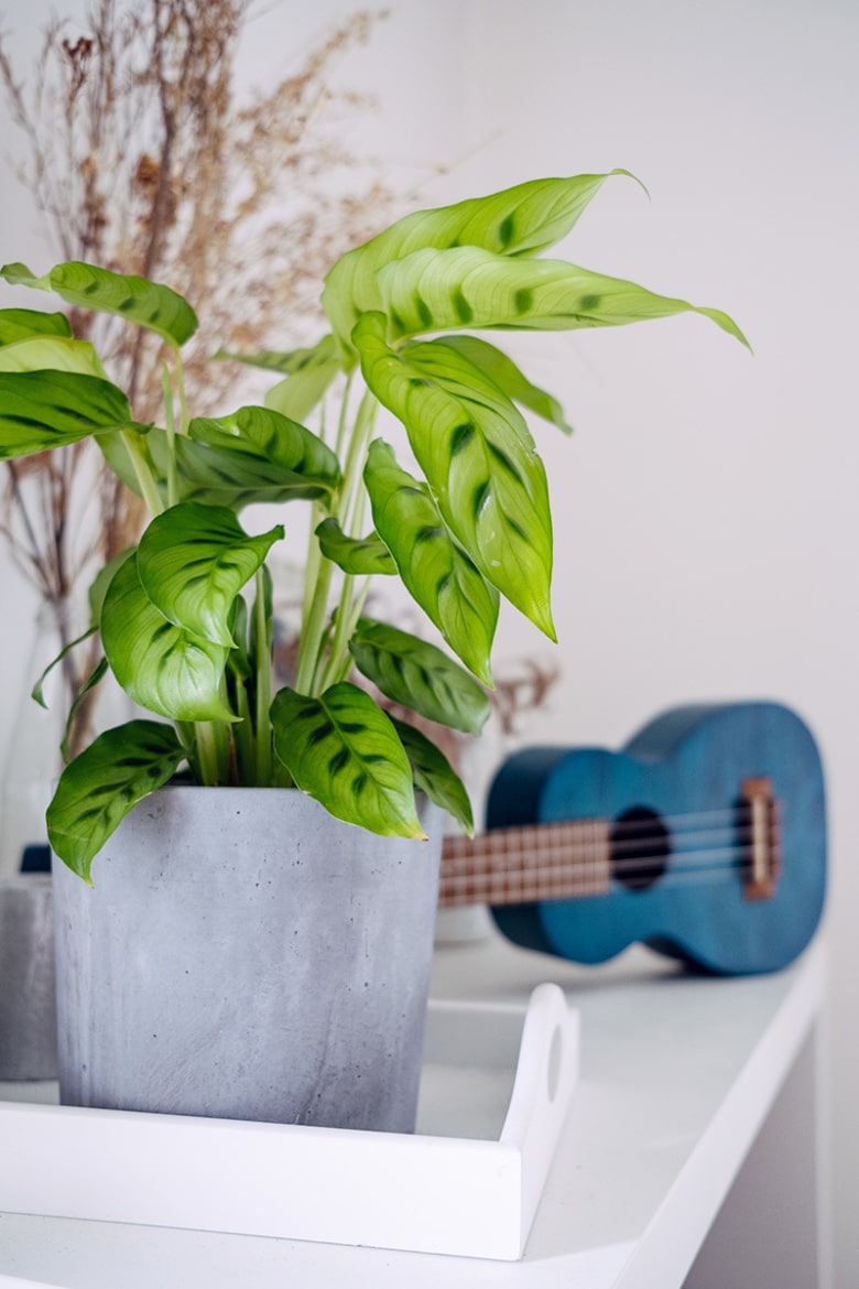 Calathea et ukulele bleu