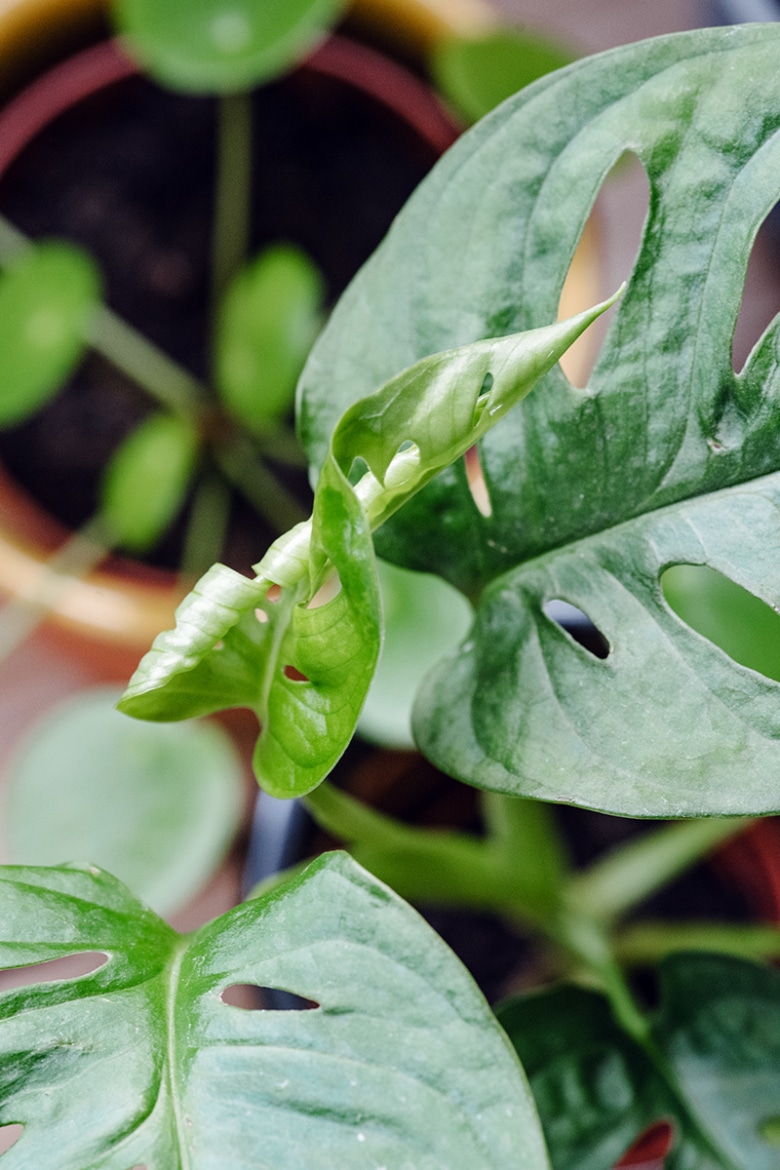 Jeune feuille de Monstera Andansonii