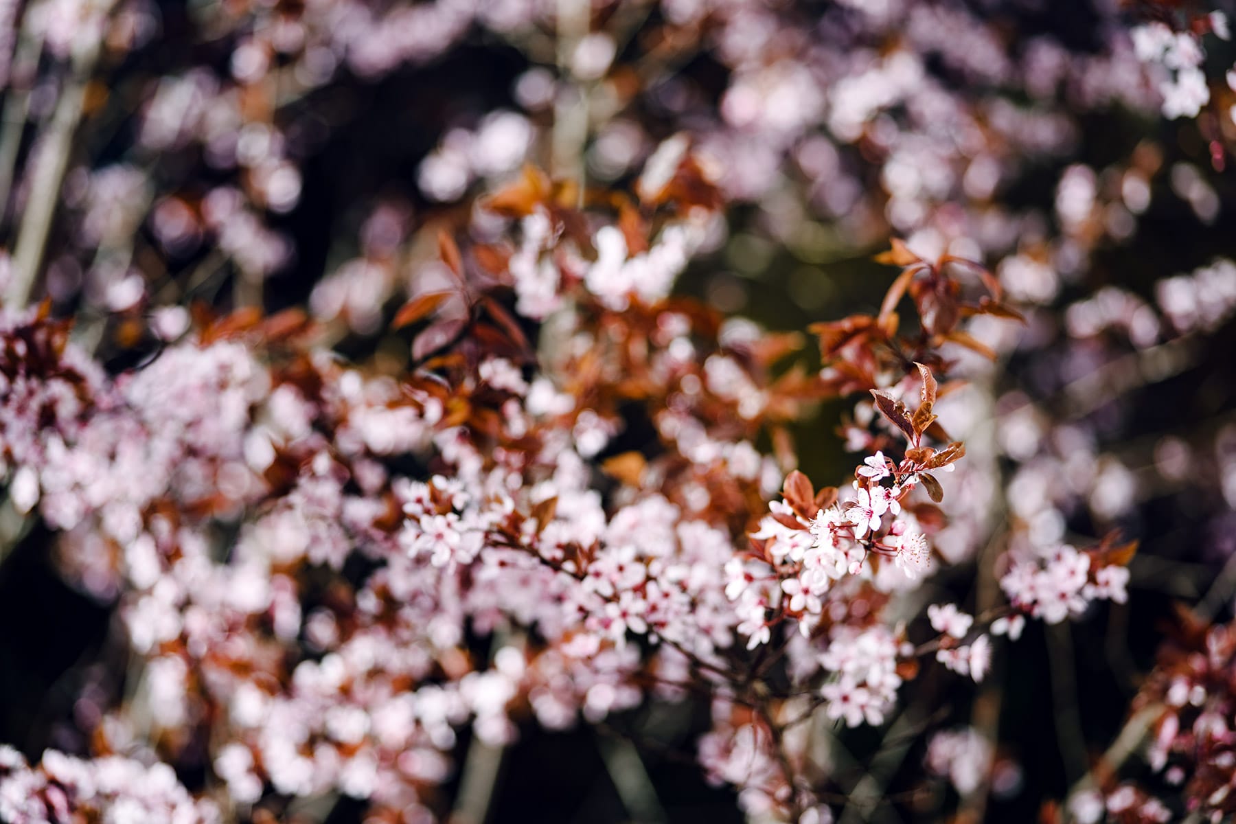 Branches d'un prunus recouvertes de fleurs rose pâle