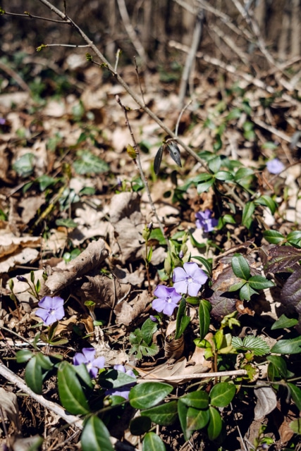 Petites fleurs printanières