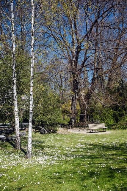 Deux bouleaux, un banc et des pâquerettes dans un petit parc de Bienne