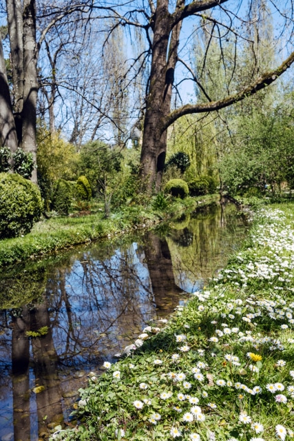 Parterre de pâquerettes sur les bords d'un petit cours d'eau