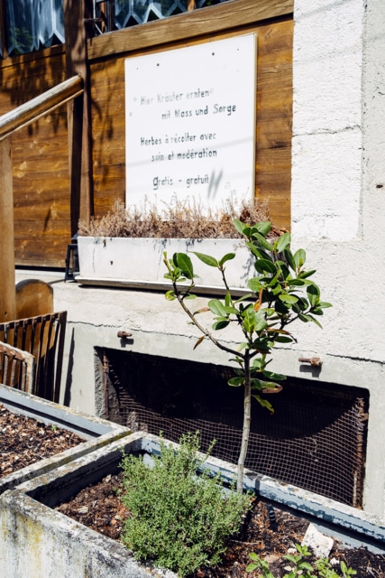 Herbes aromatiques en libre service