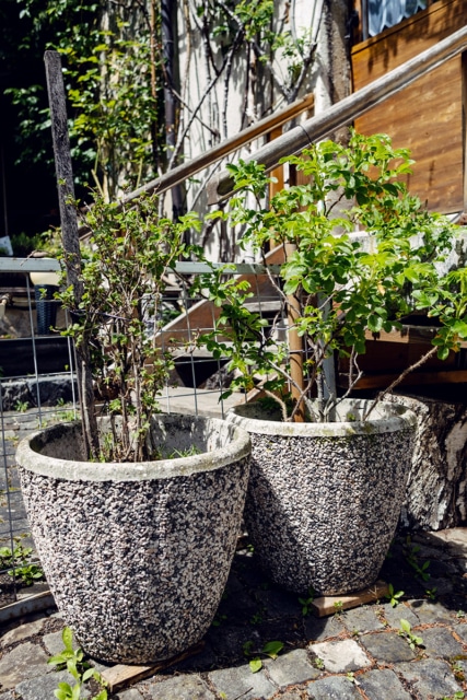 Arbustes dans des grands pots, devant une maison