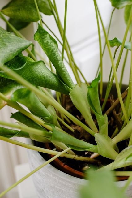 Plusieurs jeunes feuilles sur une Calathea Network