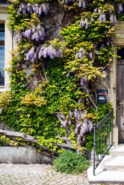 Façade d'une maison recouverte de glycine en fleurs